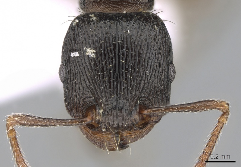 File:Tetramorium forte casent0281570 h 1 high.jpg