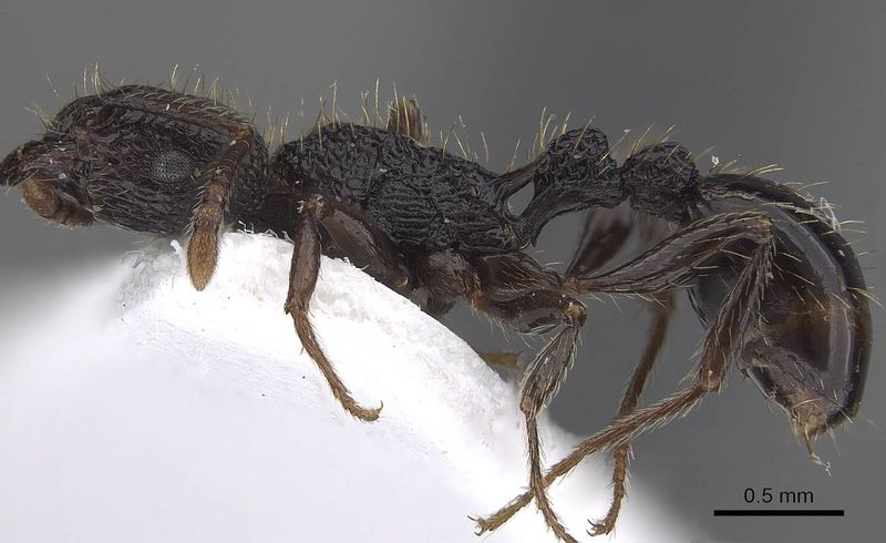 File:Tetramorium scabrum casent0919653 p 1 high.jpg