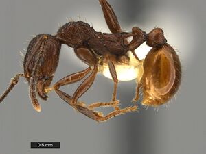 Aphaenogaster-mariae-MCZ001L.jpg