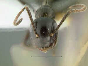 Camponotus-vitreusHm5x.jpg