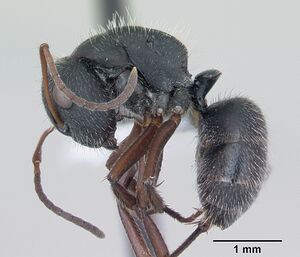 Camponotus crassus casent0173407 profile 1.jpg