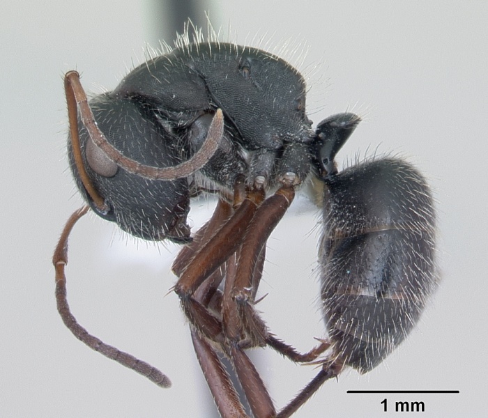 File:Camponotus crassus casent0173407 profile 1.jpg