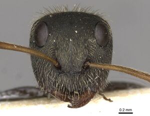Camponotus peperi casent0910706 h 1 high.jpg