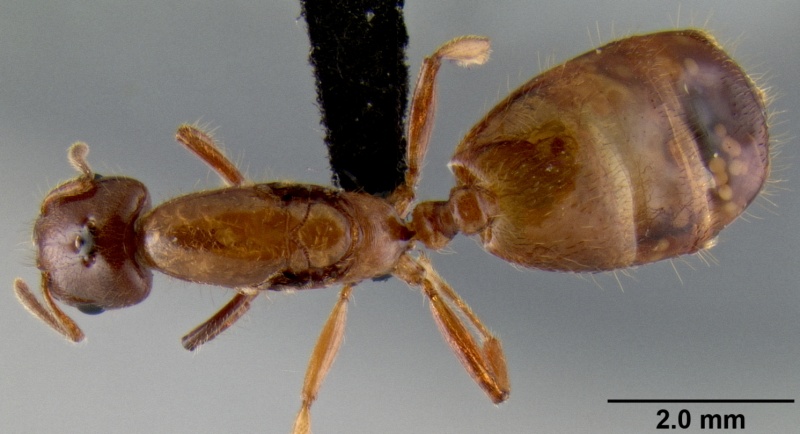 File:Crematogaster mpanjono casent0067033 d 1 high.jpg