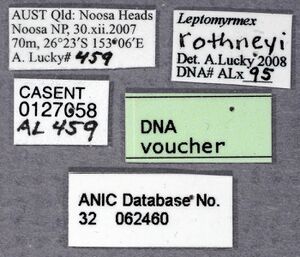 Leptomyrmex rothneyi ANIC32-062460 labels-Antwiki.jpg