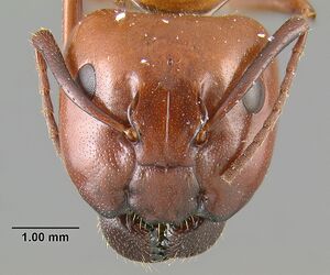 MCZ-ENT00021535 Camponotus schaefferi hef.jpg