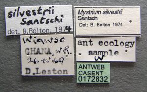 Mystrium silvestrii casent0172832 label 1.jpg