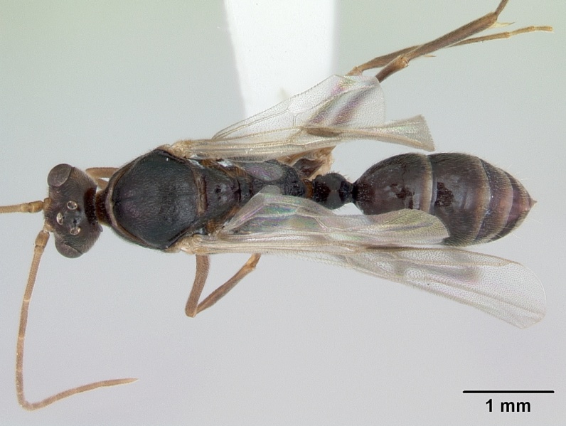 File:Odontomachus simillimus casent0172666 dorsal 1.jpg