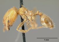 Pheidole bilimeki casent0601281 profile 1.jpg