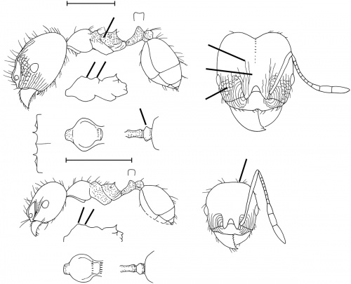 Pheidole nitidula Wilson 2003.jpg