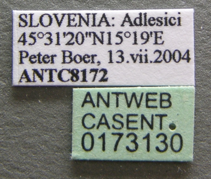 File:Plagiolepis pygmaea casent0173130 label 1.jpg