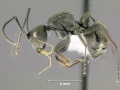 Polyrhachis-carbonariaL2x.jpg