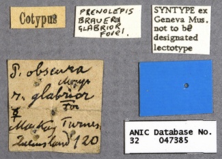 Prenolepis braueri glabrior syntype ANIC32-047385 labels-Antwiki.jpg