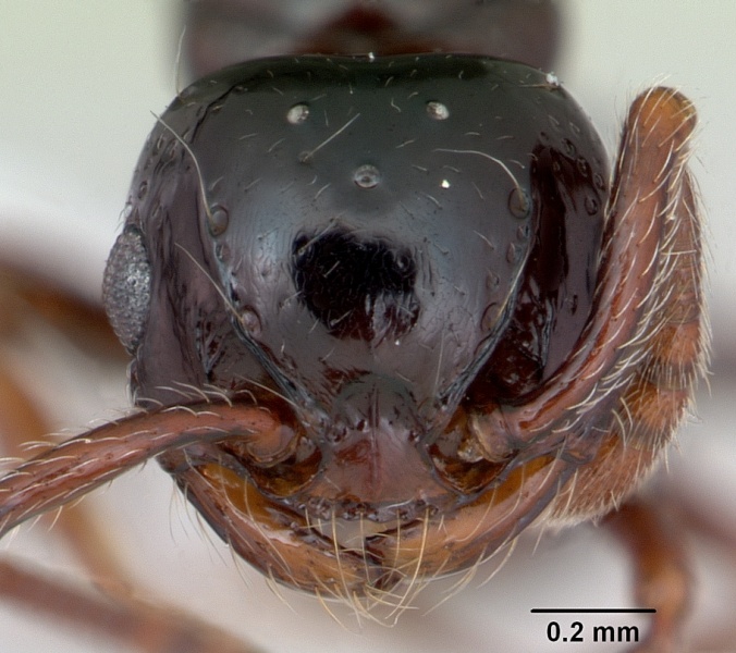 File:Pristomyrmex orbiceps casent0417739 head 1.jpg