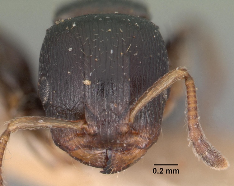 File:Terataner velatus casent0102229 head 1.jpg