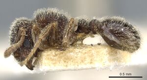 Tetramorium walshi casent0904795 p 1 high.jpg