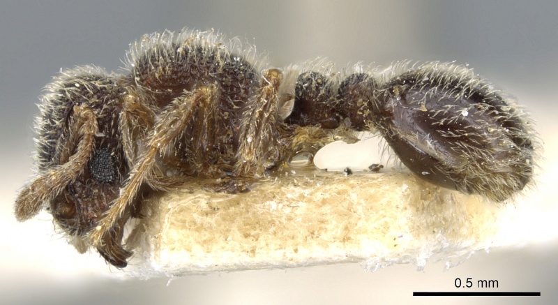 File:Tetramorium walshi casent0904795 p 1 high.jpg