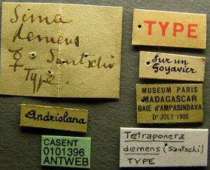 Tetraponera demens casent0101396 label 1.jpg