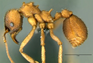 Trachymyrmex septentrionalis key 6a.jpg