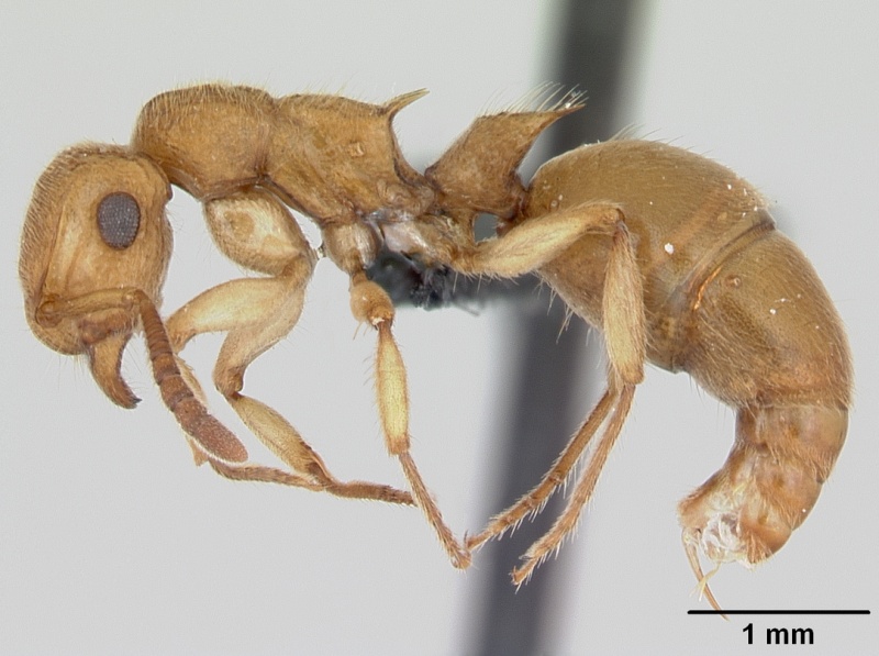 File:Acanthoponera minor casent0039772 profile 1.jpg