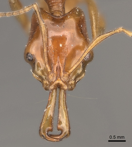 File:Anochetus modicus casent0217508 h 1 high.jpg