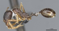 Aphaenogaster nadigi casent0913117 p 1 high.jpg
