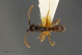 Brachyponera-obscurans had2.jpg