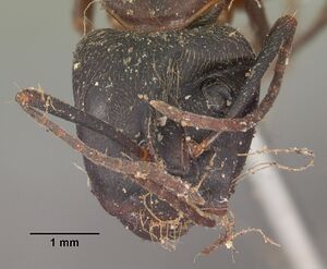 Camponotus chromaiodes casent0102534 head 1.jpg