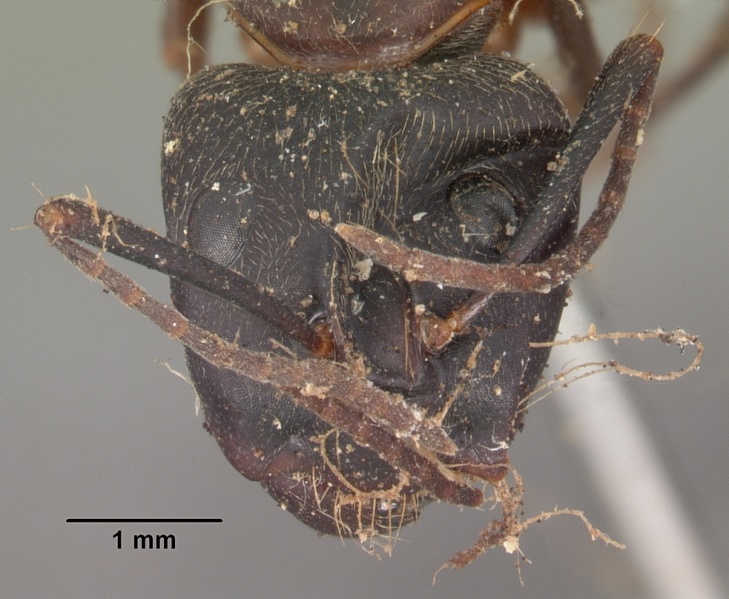 File:Camponotus chromaiodes casent0102534 head 1.jpg