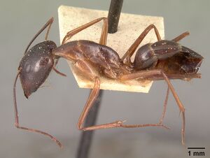 Camponotus dufouri imerinensis casent0101828 profile 1.jpg