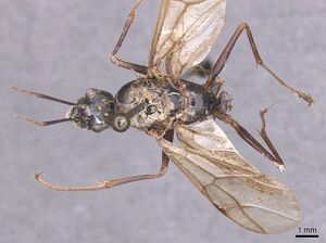 Camponotus foleyi casent0913623 d 1 high.jpg