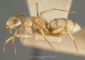 Camponotus macilentus castype00452-02 profile 1.jpg