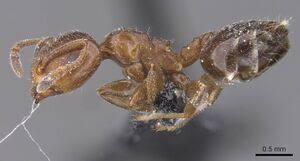 Crematogaster phoenica casent0912711 p 1 high.jpg