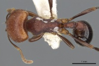 Monomorium bifidum casent0902292 d 1 high.jpg