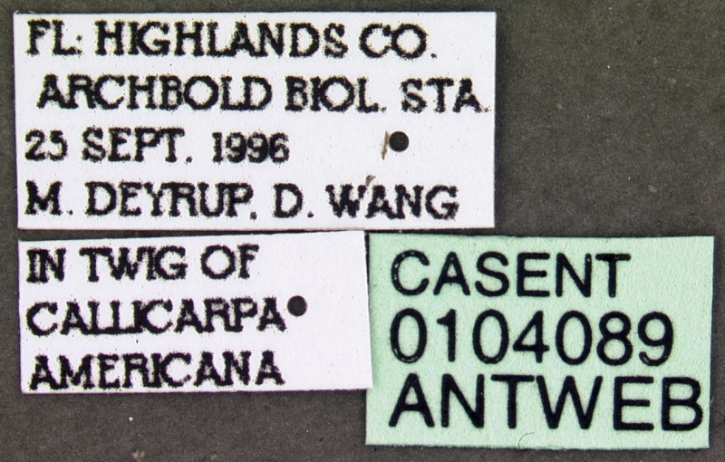 File:Monomorium floricola casent0104089 label 1.jpg