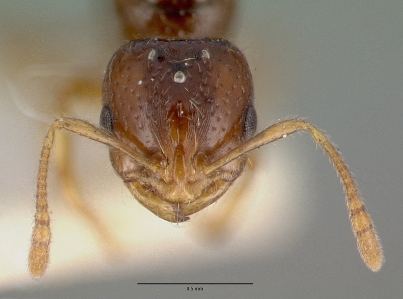 File:Monomorium leae casent0008622 head 1.jpg