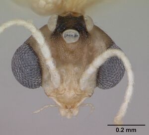 Monomorium notorthotenes casent0002249 head 1.jpg