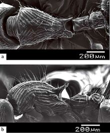 Myrmecina dolichothrix F14ab.jpg