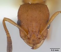 Nesomyrmex angulatus casent0178296 head 1.jpg