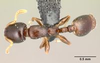 Nesomyrmex brevicornis casent0027494 d 1 high.jpg