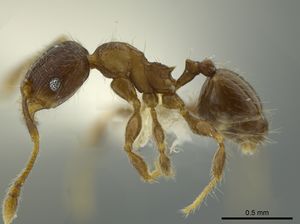 Pheidole angulifera casent0625430 p 1 high.jpg