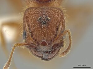 Pheidole cahui CASENT0613042 h.jpg