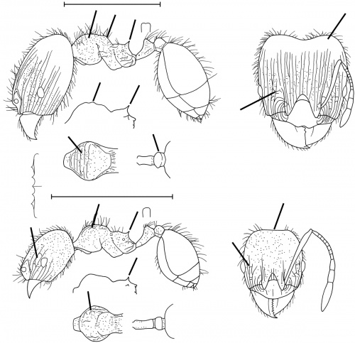 Pheidole moerens Wilson 2003.jpg