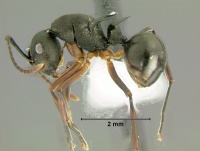 Polyrhachis-oedacanthaL2.5.jpg