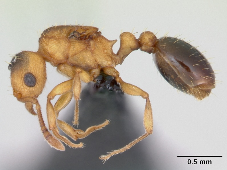 File:Tetramorium simillimum casent0125195 profile 1.jpg