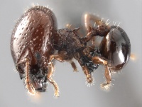 Acanthomyrmex mindanao-HUMCZ003L.jpg