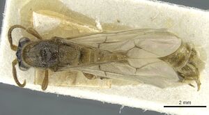 Aenictus humeralis casent0911430 d 1 high.jpg