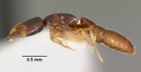 Amblyopone elongata casent0102198 profile 1.jpg