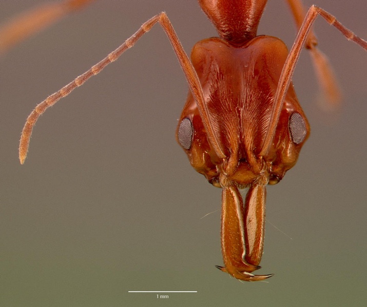 File:Anochetus faurei sam-hym-c005349a head 1.jpg