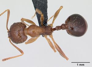 Aphaenogaster subterranea casent0173578 dorsal 1.jpg